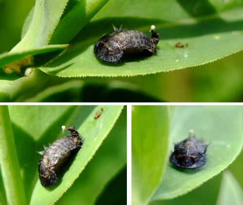 Réf. 260 920 : Cassida azurea